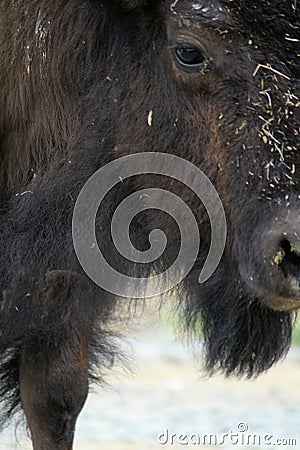 Portrait of buffalo Stock Photo