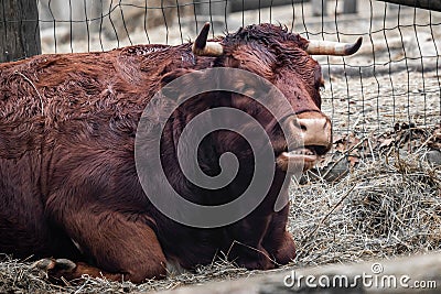 Portrait of bull eating feeling sleepy Stock Photo