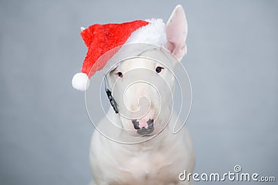 Bull terrier dog with santa hat on christmas Stock Photo