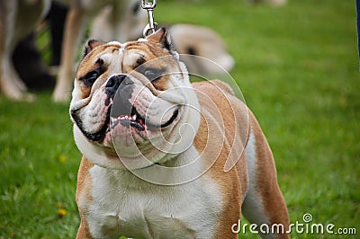 Portrait Bulldog Stock Photo