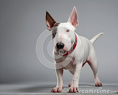 Portrait of the Bullterrier dog Stock Photo