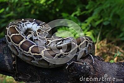 Portrait of a Burmese Python, Python bivittatus Stock Photo