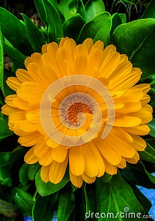 Portrait of calendula flower Stock Photo