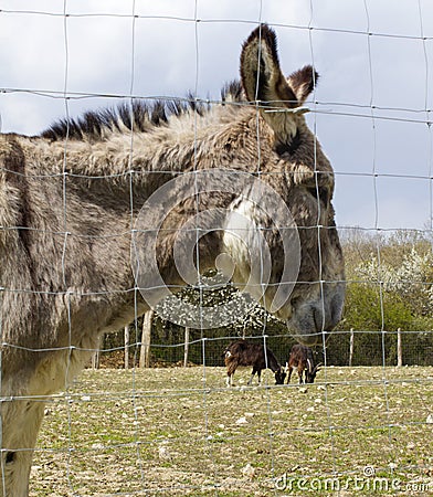 Portrait of a calm Mediterranean donkey through his fence Stock Photo