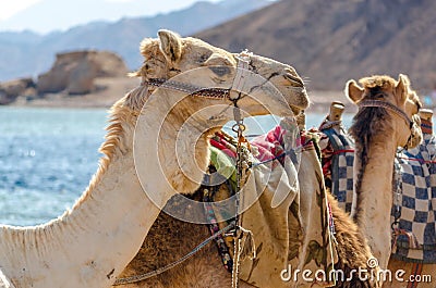 Portrait of camel on coast of sea in Egypt Dahab South Sinai Stock Photo