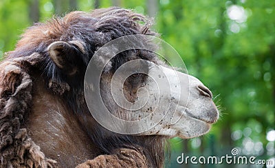 Portrait of camel closeup Stock Photo