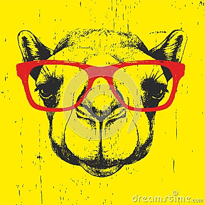 Portrait of Camel with glasses. Vector Illustration