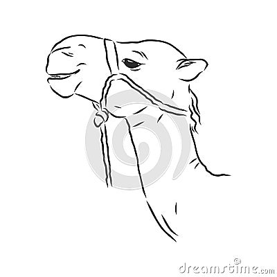 Portrait of a camel, head of a camel, vector sketch illustration Cartoon Illustration