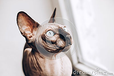 Portrait of the Canadian Sphinx with blue eyes. Hairless hypoallergenic cat. Stock Photo