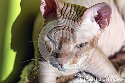 Portrait of the Canadian sphinx velvet with narrowed eyes. Stock Photo