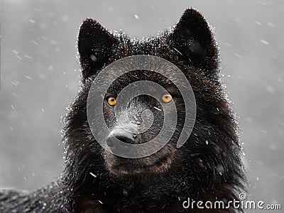 Portrait of a canadian wolf in snow Stock Photo