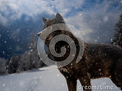 Portrait of canadian wolf in snowy weather Stock Photo