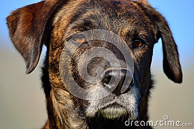 Portrait of canary dog Stock Photo