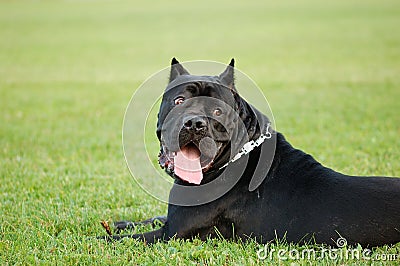 Portrait of the cane corso dog Stock Photo