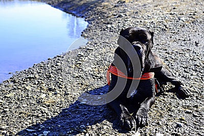 Portrait Cane Corso Dog black Stock Photo