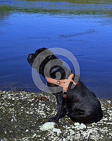 Portrait Cane Corso Dog black Stock Photo