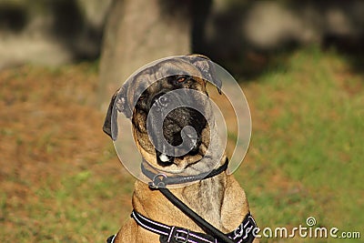 Portrait of a cane corso dog with tender eyes and mouth filled with drool Stock Photo