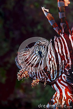 Portrait of a Caribbean Lionfish swimming over coral reef Stock Photo