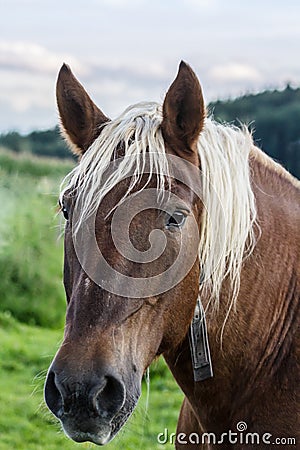 Portrait of carthorse Stock Photo