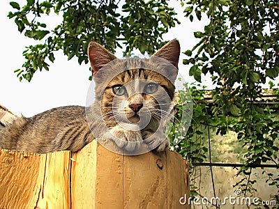 Portrait of the cat Stock Photo