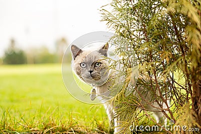 Portrait of Cat with blue eyes in the garden. cat with blue eyes is on a walk on green grass. Stock Photo
