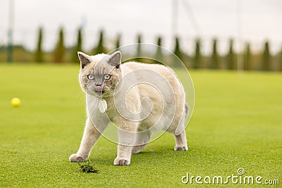 Portrait of Cat with blue eyes in the garden. cat with blue eyes is on a walk on green grass. Stock Photo