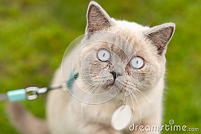 Portrait of Cat with blue eyes in the garden. cat with blue eyes is on a walk on green grass. Stock Photo