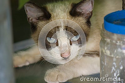 Portrait of a cat with blue eyes lying and looking at the camera. Wildlife concept Stock Photo