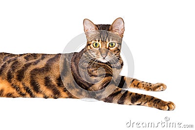 Portrait of cat breed Toyger Stock Photo