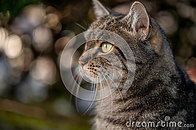 Portrait of a cat. Close up of one tabby cat of yellow eyes with background of bokeh. Felis catus Stock Photo