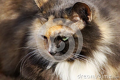 Portrait of a cat. Stock Photo