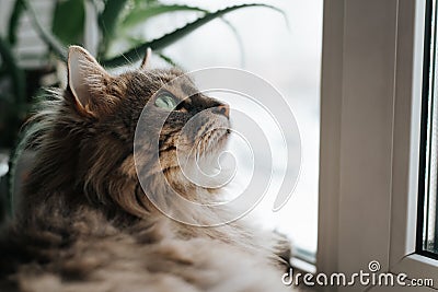 Portrait of cat resting on windowsill and looking out window, indoors. Close-up of muzzle of green-eyed furry pet Stock Photo