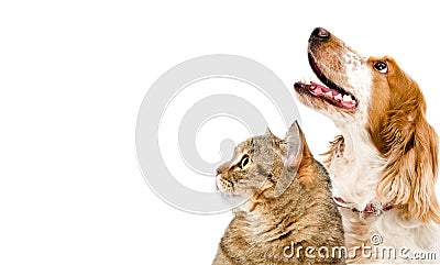 Portrait of a cat Scottish Straight and dog Russian spaniel looking up together Stock Photo