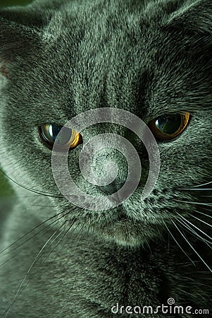 Portrait of a cat. Sleek cat muzzle. Breed cat - British Shorthair. Serious cat. Stock Photo