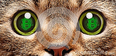 Portrait of a cat in whose eyes a symbol of bitcoin Stock Photo