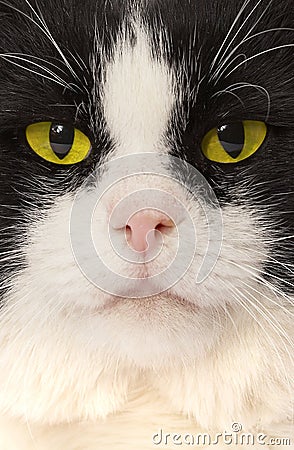 Portrait of a cat with yellow eyes Stock Photo