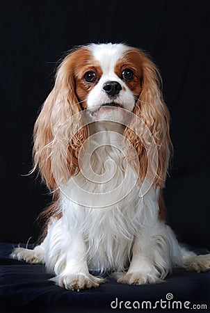 Portrait of a Cavalier King Charles Spaniel dog. Stock Photo