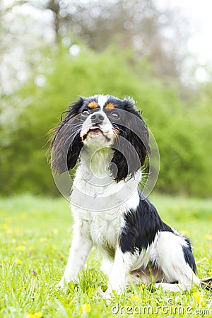 Portrait of a cavalier king charles spaniel Stock Photo