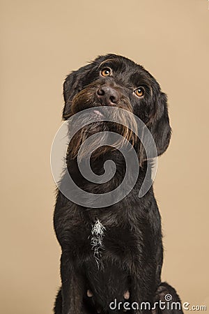 Portrait of a Cesky Fousek dog looking up on a sand colored background Stock Photo