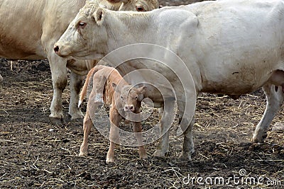 Portrait Charolais calf and mother Stock Photo