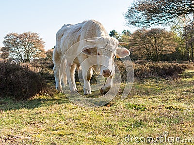 Portrait of Charolais cow walking in nature, Netherlands Stock Photo