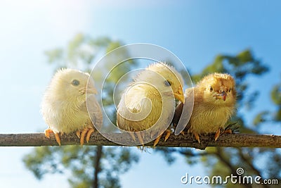 Portrait cheerful of babies chickens on nature background Stock Photo