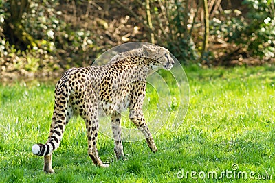 Portrait cheetah (Acinonyx jubatus) Stock Photo