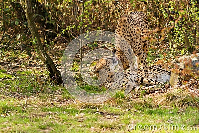 Portrait cheetah (Acinonyx jubatus) Stock Photo