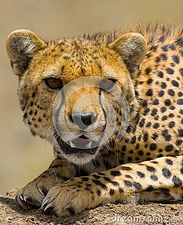 Portrait of a cheetah. Close-up. Kenya. Tanzania. Africa. National Park. Serengeti. Maasai Mara. Cartoon Illustration