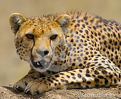 Portrait of a cheetah. Close-up. Kenya. Tanzania. Africa. National Park. Serengeti. Maasai Mara. Cartoon Illustration