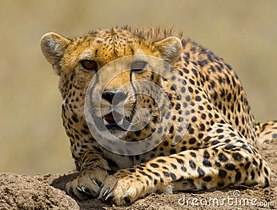 Portrait of a cheetah. Close-up. Kenya. Tanzania. Africa. National Park. Serengeti. Maasai Mara. Cartoon Illustration