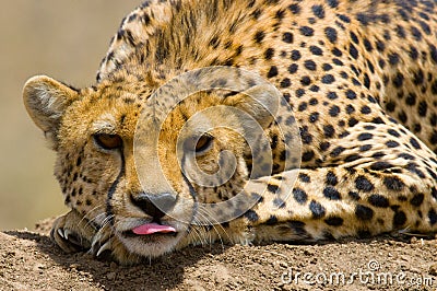 Portrait of a cheetah. Close-up. Kenya. Tanzania. Africa. National Park. Serengeti. Maasai Mara. Cartoon Illustration