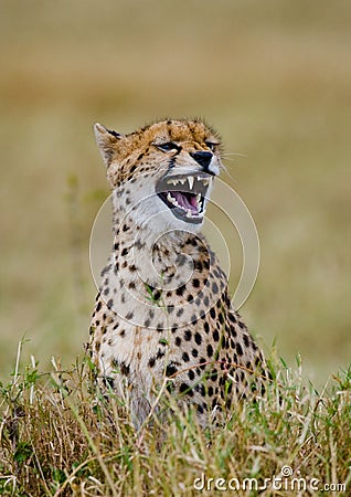 Portrait of a cheetah. Close-up. Kenya. Tanzania. Africa. National Park. Serengeti. Maasai Mara. Cartoon Illustration