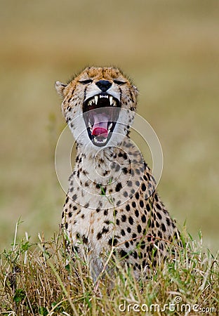 Portrait of a cheetah. Close-up. Kenya. Tanzania. Africa. National Park. Serengeti. Maasai Mara. Cartoon Illustration